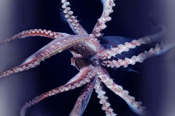 Kraken13 at сайт