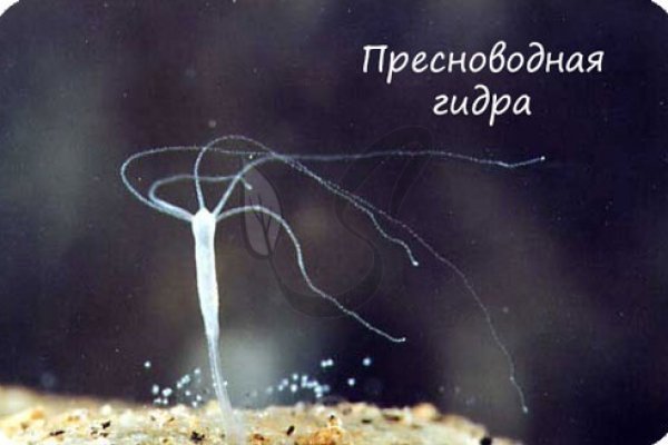 Пользователь не найден кракен супернет